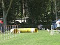 洛杉磯寵物狗越野障礙賽 los angeles dog olympic running contest 29