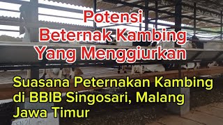 POTENSI BETERNAK KAMBING YANG MENGGIURKAN