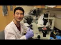 thawing passaging and freezing cells biology 513 animal tissue culture