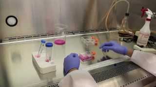 Thawing, Passaging and Freezing Cells (Biology 513 - Animal Tissue Culture)