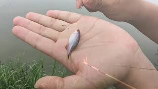 平均每三秒拉一隻的鯽魚！？百發百中 竿竿有訊號！ 拉到不要不要的 一天破百條輕輕鬆鬆 原來是...[#二重疏洪道 #牛屎鯽！！！