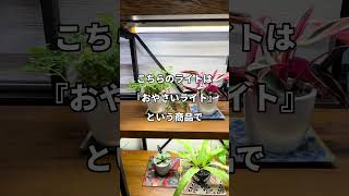 【monkey plants】サボテン コーデックス ユーフォルビア アガベ パキポディウム 塊根植物 観葉植物 植物初心者 育て方