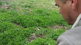 Fresh Wild Salad in Less Than 30 Seconds - Wild Food All Around You!!!!!!! 🍀🍀🌿🍄