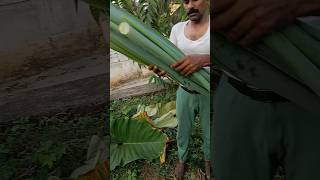 നല്ല നാടൻ ചേമ്പിൻ കിഴങ്ങും ചേമ്പിൻ തണ്ടും😁🌱