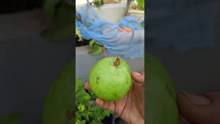 మా మిద్దె తోట లో జామకాయ భలే ఉంది 😋#happygardening #cowmanure #garden