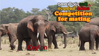 famous gain Tuskers has competition to mate at kalawewa sri lanka #neela #rewatha #kalawewa