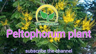 Peltophorum plant || how to care peltophorum plant || Rajesh Saini @KhetiBadiTV