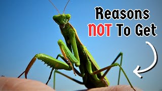 Praying Mantis Pets - Reasons NOT To Get A Mantis | Spooderpods