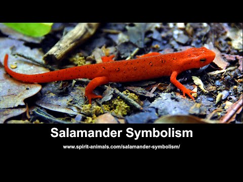 What does a salamander symbolize in mythology?