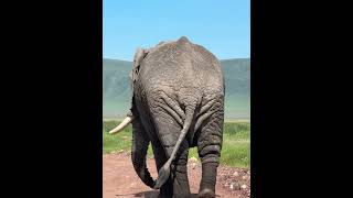 UPCLOSE with MALE ELEPHANT #wildlife #africanlionsafari #travel #animals #safari