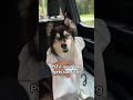 pov your dog get car sick husky dogvodeos