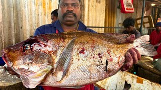 KASIMEDU SPEED SELVAM KORALI BLUBBERLIP SNAPPER FISH CUTTING VIDEO | CUTTING FOCUS