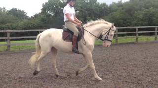 4yo Cremello sports horse mare