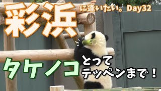 アドベンチャーワールド・さいひんタケノコとってテッペンまで【彩浜に逢いたい。Day32 2019/06/08】Take a bamboo shoot and climb