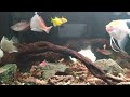 rainbowfish and friends tank beautiful color fish.fish tropicalfishtank rainbowfish aquarium shorts