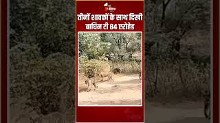 3 शावकों के साथ दिखी बाघिन टी 84 एरोहेड | Sawai Madhopur | Ranthambore National Park | Tiger Video