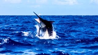 1200lb Black Marlin Cairns Grander Hot Shot Charters