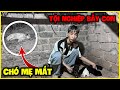 Đức Mõm | Chó Mẹ Mất Để Lại Bầy Con Mới Sinh, Tội Nghiệp !!!