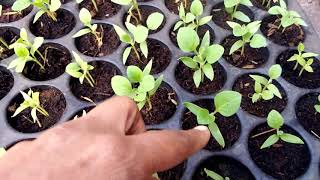 वांग्याची नर्सरी कशी करावी | बैंगन नर्सरी घर पे बनाये | How to grow brinjal from seed