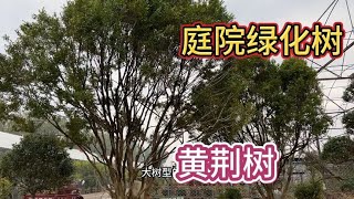 分享两种好养抗冻的庭院绿化树，黄杨四季常青寓意好，黄荆抗冻。