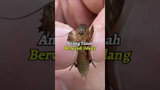 Serangga aneh berwajah udang