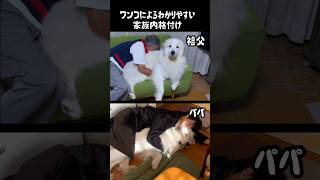 我が家で無慈悲な格付けをする超大型犬