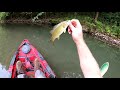 creek monsters giant ohio smallmouth fishing rebel grasshopper