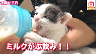 【保護子猫】成長日記10日目！いっぱいミルク飲めるようになりました！cat