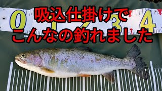 吸込仕掛けでニジマスが釣れました#️⃣鯉釣り#️⃣吸い込み