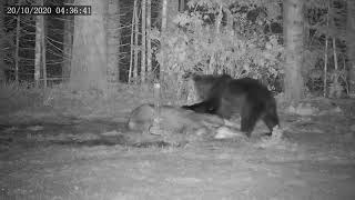 Odstrel medvjeda Bear hunting Privredno lovište \