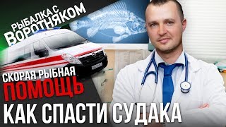 Физзинг. Как правильно прокалывать пузырь судака, чтобы спасти ему жизнь.