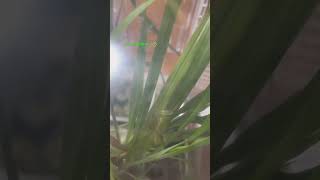 バッタ　草を食べる　食事中　grasshopper eating grass トノサマバッタ