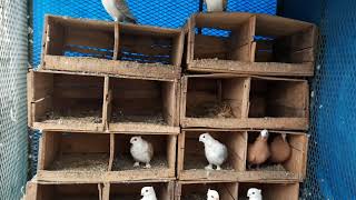 Satinette pigeons