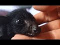 Bat acts like a dog, demands belly rubs