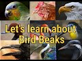 Lets learn about Bird Beaks