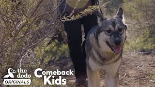 Baby Wolf Dog Bounces Back After Rough Start | The Dodo Comeback Kids  | The Dodo Comeback Kids