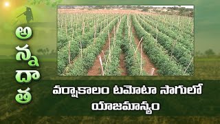 Tips for Rainy Season Tomato Crop