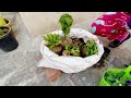 diy bori grow bag mini garden 🌸 terrace garden with a valentine’s touch ❤️