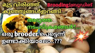 നാടൻ കോഴി വളർത്തൽ | മുട്ട വിരിഞ്ഞു കുഞ്ഞു ഇറങ്ങിയാൽ പിന്നെ എന്ത് ചെയ്യണം ? #naadankozhi #brooding