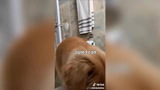 Dogs of Tik Tok that Restore my Faith in Humanity