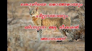 Wild cat/ കാട്ടുപൂച്ച