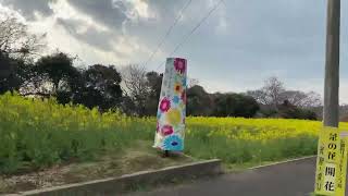 長崎鼻の菜の花🌼