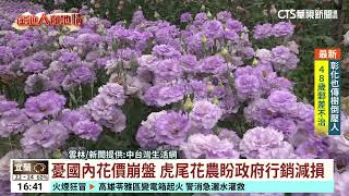 憂國內花價崩盤　虎尾花農盼政府行銷減損｜華視台語新聞 2024.04.26