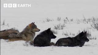 The Wildlife of Yellowstone | BBC Earth