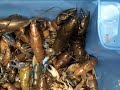 alive yabby at fish market in sydney places in australia sydney australia