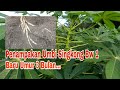 Tanaman- Singkong Bw 1 umur 3 Bulan