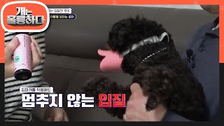 수시로 이빨을 보이는 로이! 얌전해보이는것 과 달리 멈추지 않는 입질 [개는 훌륭하다/Dogs Are Incredible] | KBS 230313 방송