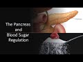 The Pancreas and Blood Sugar Regulation