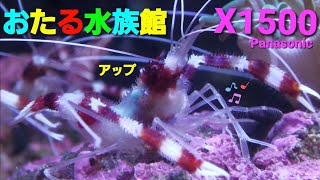 Panasonicデジタル4Kビデオカメラ  おたる水族館  Panasonic HC-X1500撮影映像 足めっちゃ動くでェ～ じっくり観てみよう