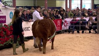 Arwerthiant y gwartheg - rhan 1 | Cattle auction - part 1